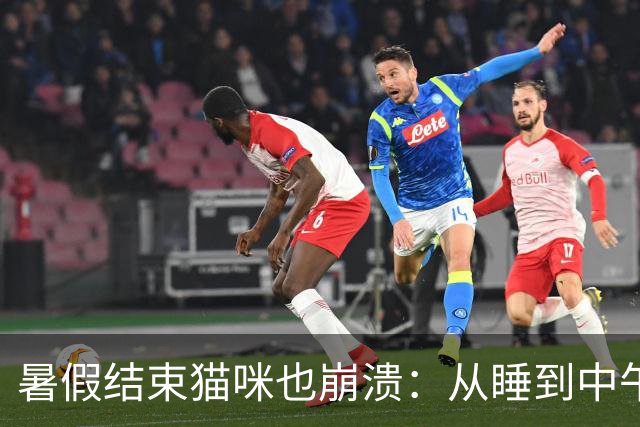 暑假结束猫咪也崩溃：从睡到中午到被迫早起，这表情太真实